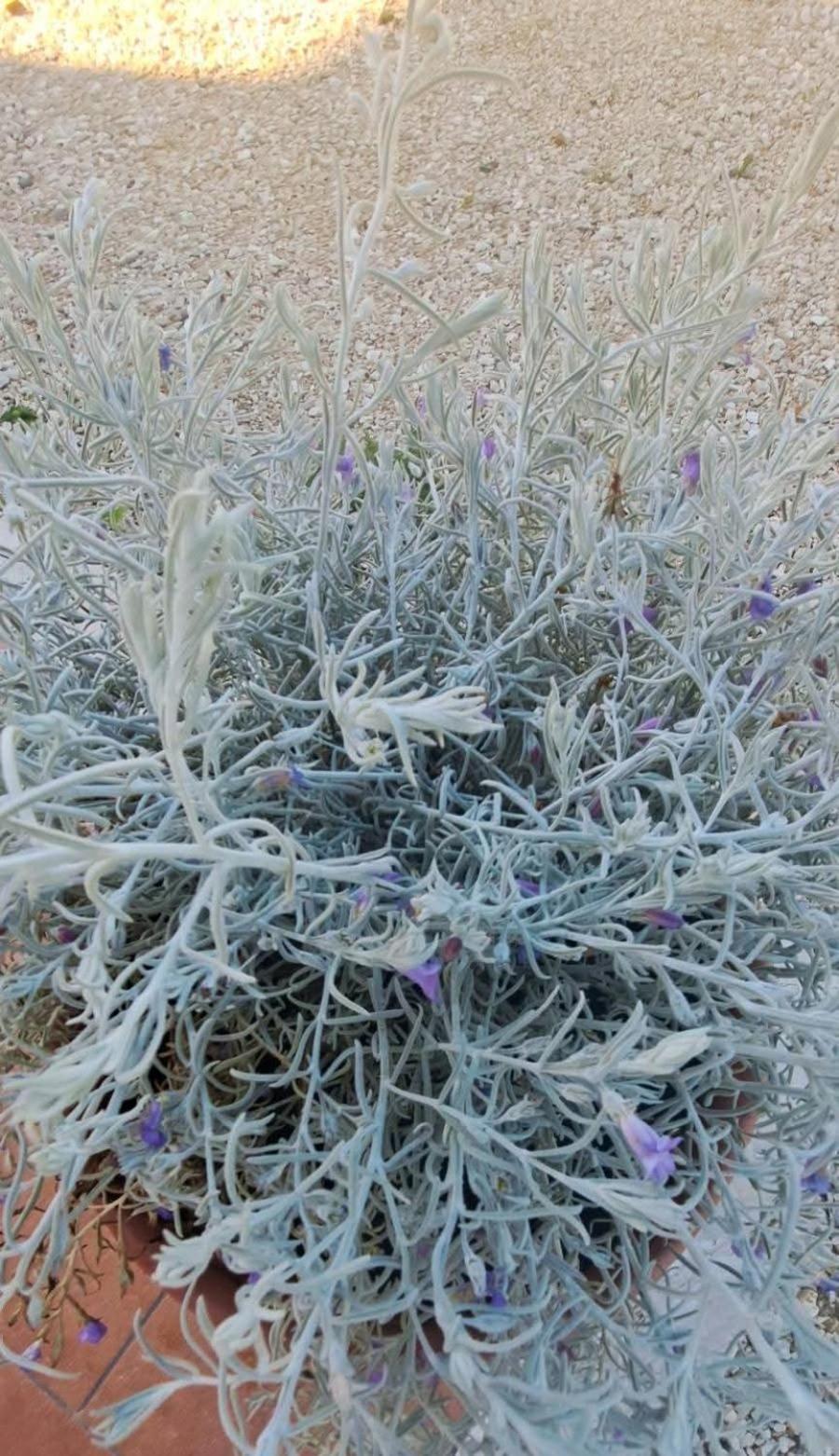 Agriturismo Maremma Amara Saturnia Εξωτερικό φωτογραφία